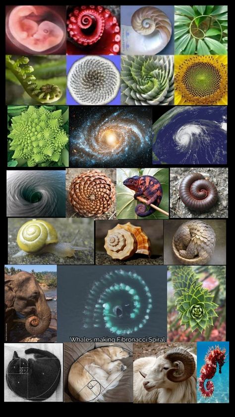 Fibonacci