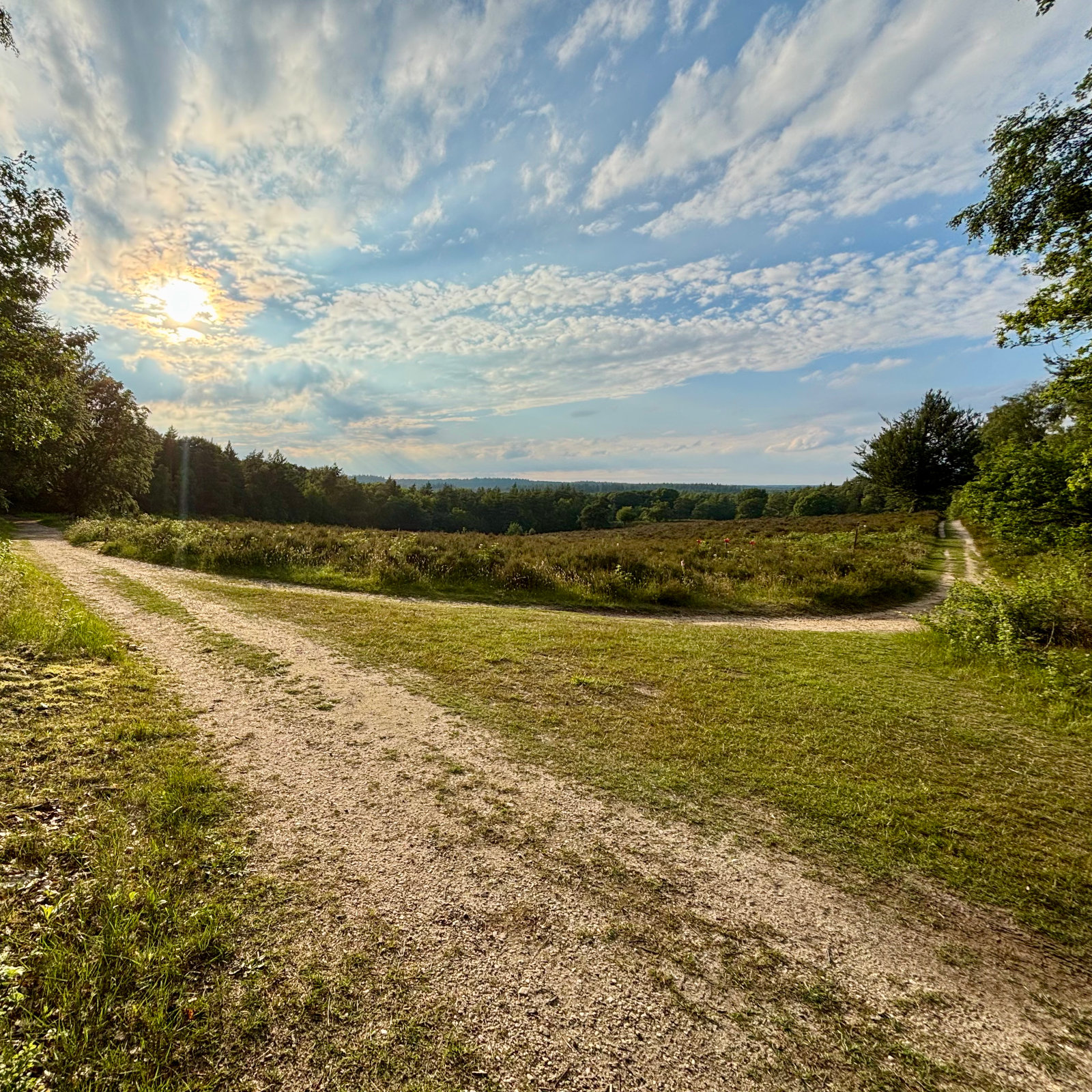 Utrechtse Heuvelrug - Elsterkop - Herinner